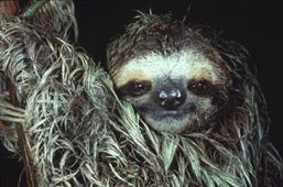 sloth1.jpg